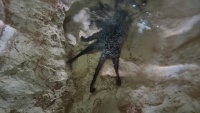 Riesenpazifik-Oktopus (Enteroctopus dofleini)